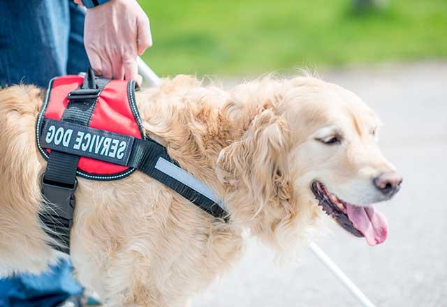 Patient with service dog